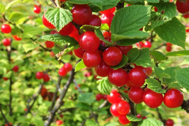 ユスラウメ(福島県・茨城県)